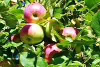 Spring Runs in My Veins: Embracing the Season’s Joy