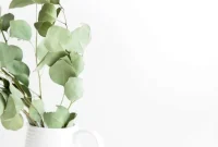 Start a Successful Blog in 2021: A Step-by-Step Launch Guide