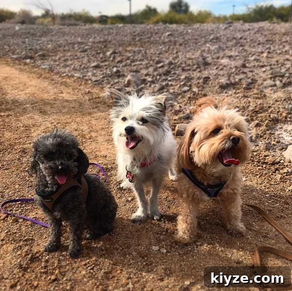 Shirley14 Shirley the dog from cookeatworld.com with friends Bernie and Roscoe