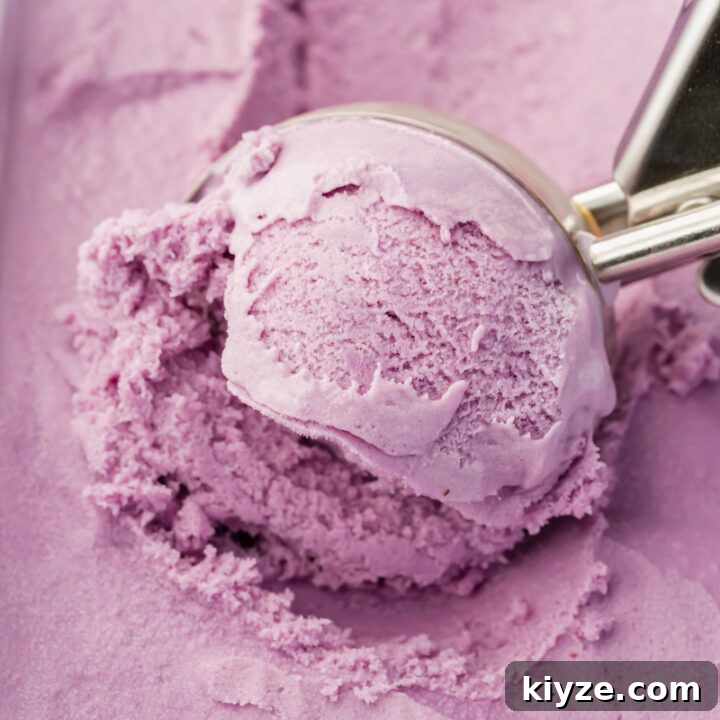closeup of blueberry ice cream being served with a metal ice cream scoop.