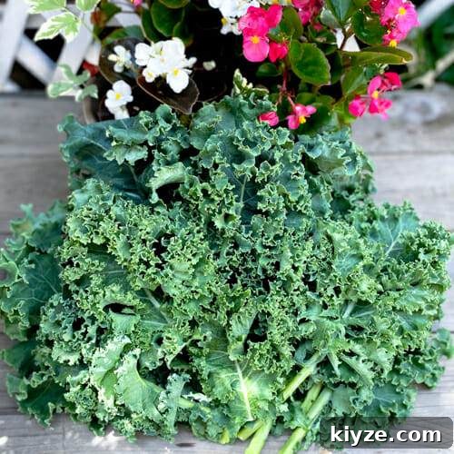 bunch of fresh kale