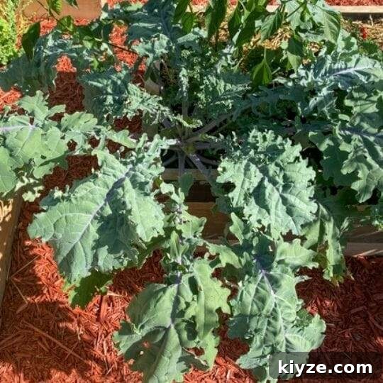 red russian kale