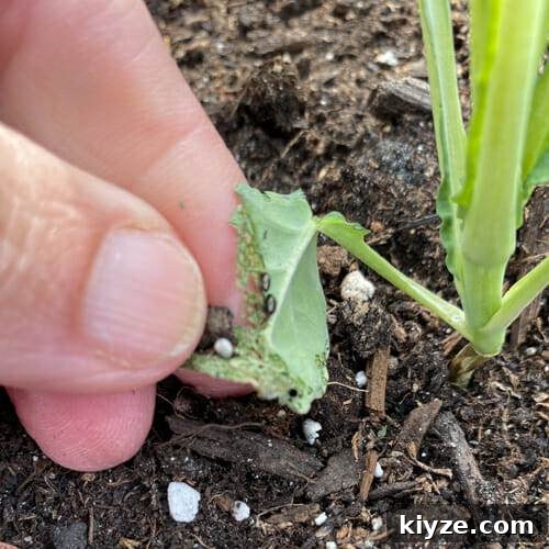 flea beetles on kale