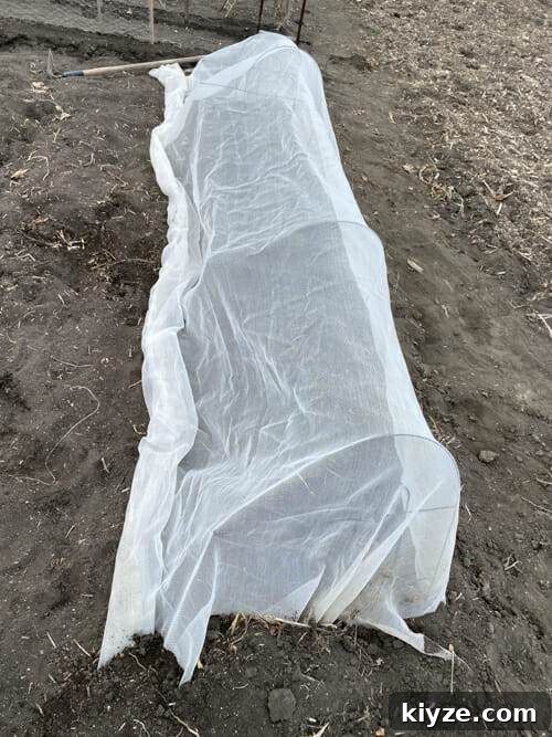 kale under row cover