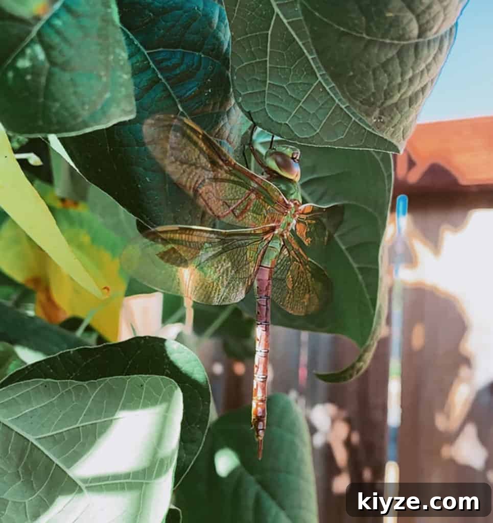 14 Garden Benefits That Will Inspire You to Start One Today 11 dragonfly on green bean plants