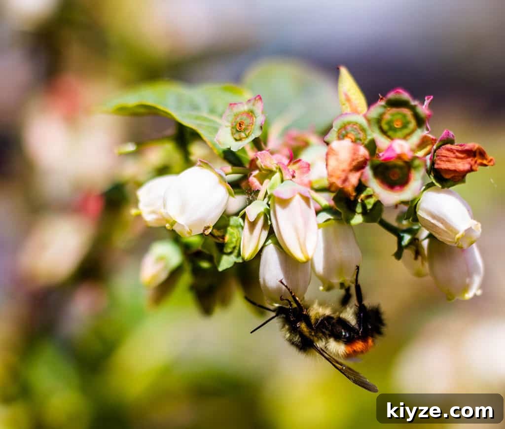 14 Garden Benefits That Will Inspire You to Start One Today 12 Honeybee pollinating blueberry plants