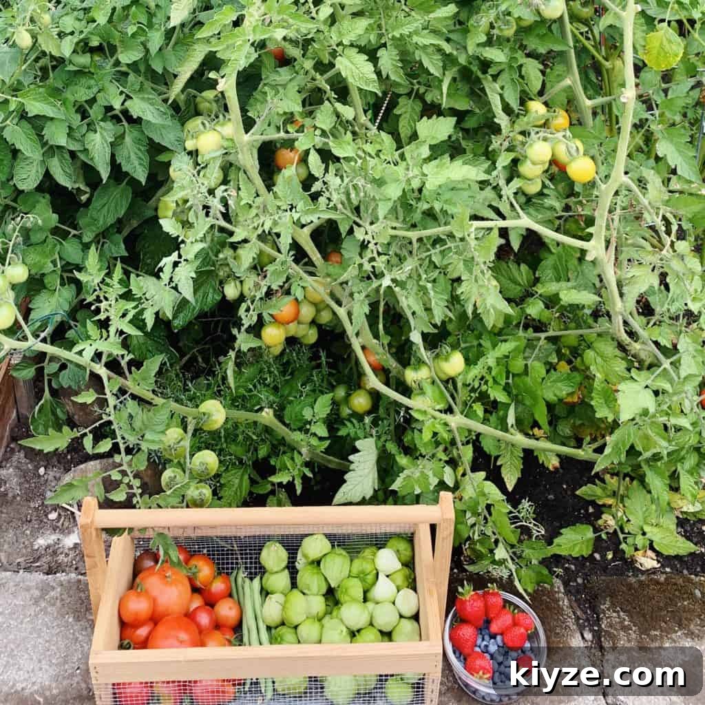 14 Garden Benefits That Will Inspire You to Start One Today 5 Homegrown tomato plants in my backyard garden. Basket full of tomatoes, tomatillos and berries.