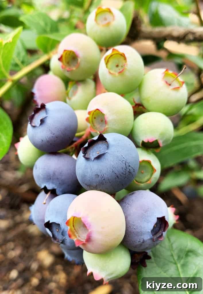 14 Garden Benefits That Will Inspire You to Start One Today 6 Homegrown blueberry plants in my backyard garden.
