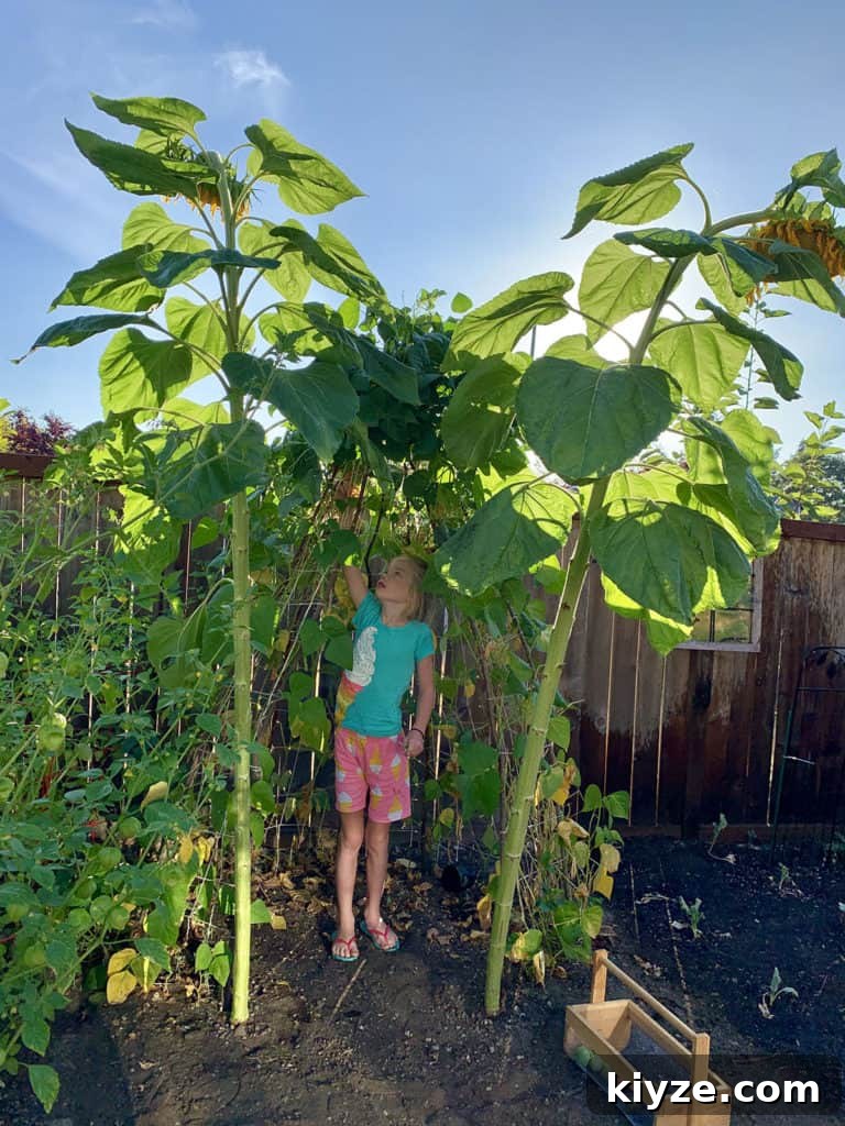 14 Garden Benefits That Will Inspire You to Start One Today 8 Backyard garden with a green beans and gigantic sunflowers.