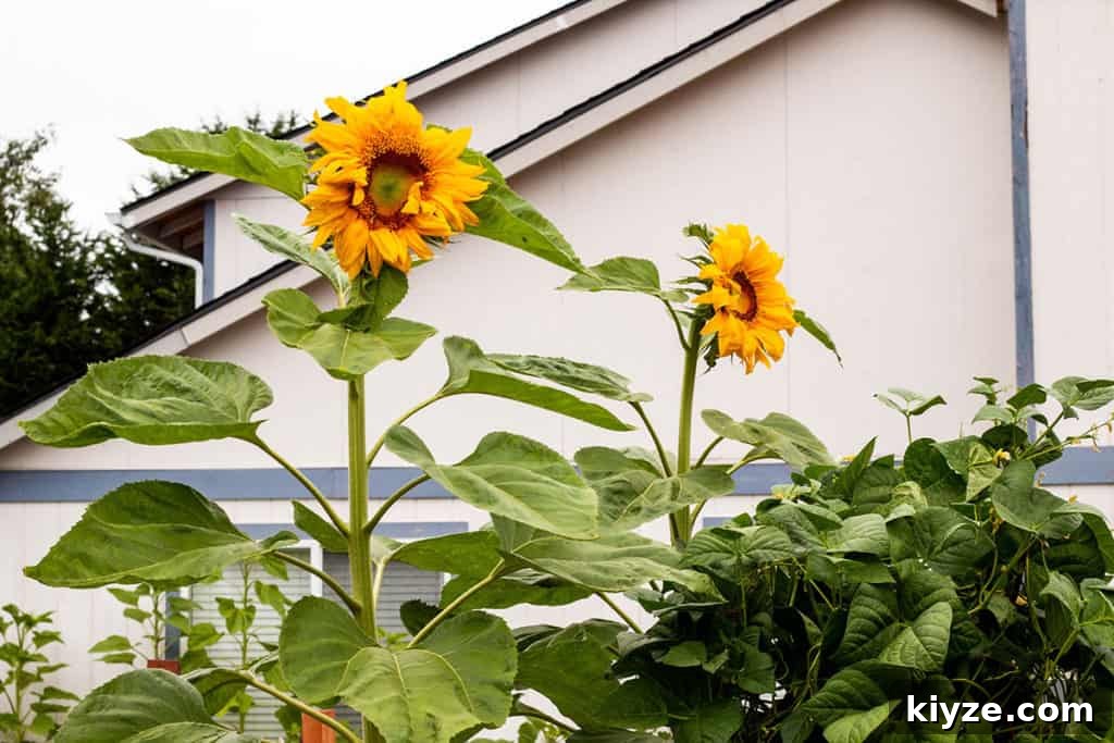 14 Garden Benefits That Will Inspire You to Start One Today 9 Gigantic Sunflowers in my backyard garden.