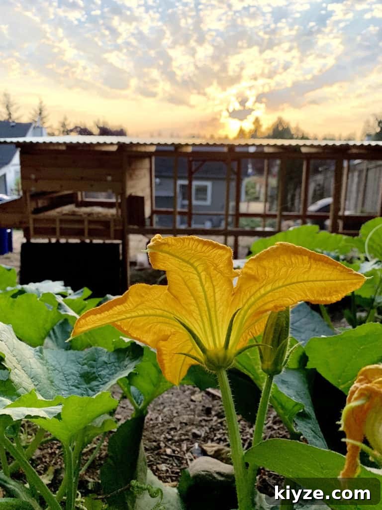14 Garden Benefits That Will Inspire You to Start One Today 10 Sunrise on my backyard garden with pumpkin plants.