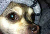Homemade Dog Food Recipes: Safe, Nutritious Meals for Your Pet