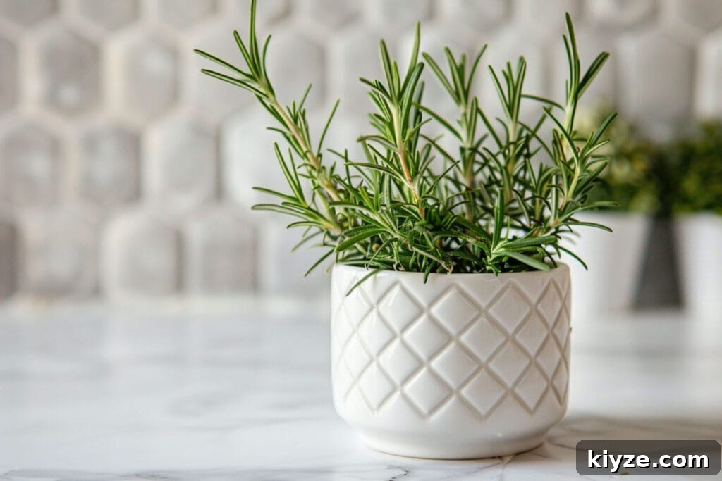 Fresh Rosemary Guide: How to Prep, Cook, and Store Herb Successfully 14 Fresh rosemary plant in a white textured pot on a marble surface.