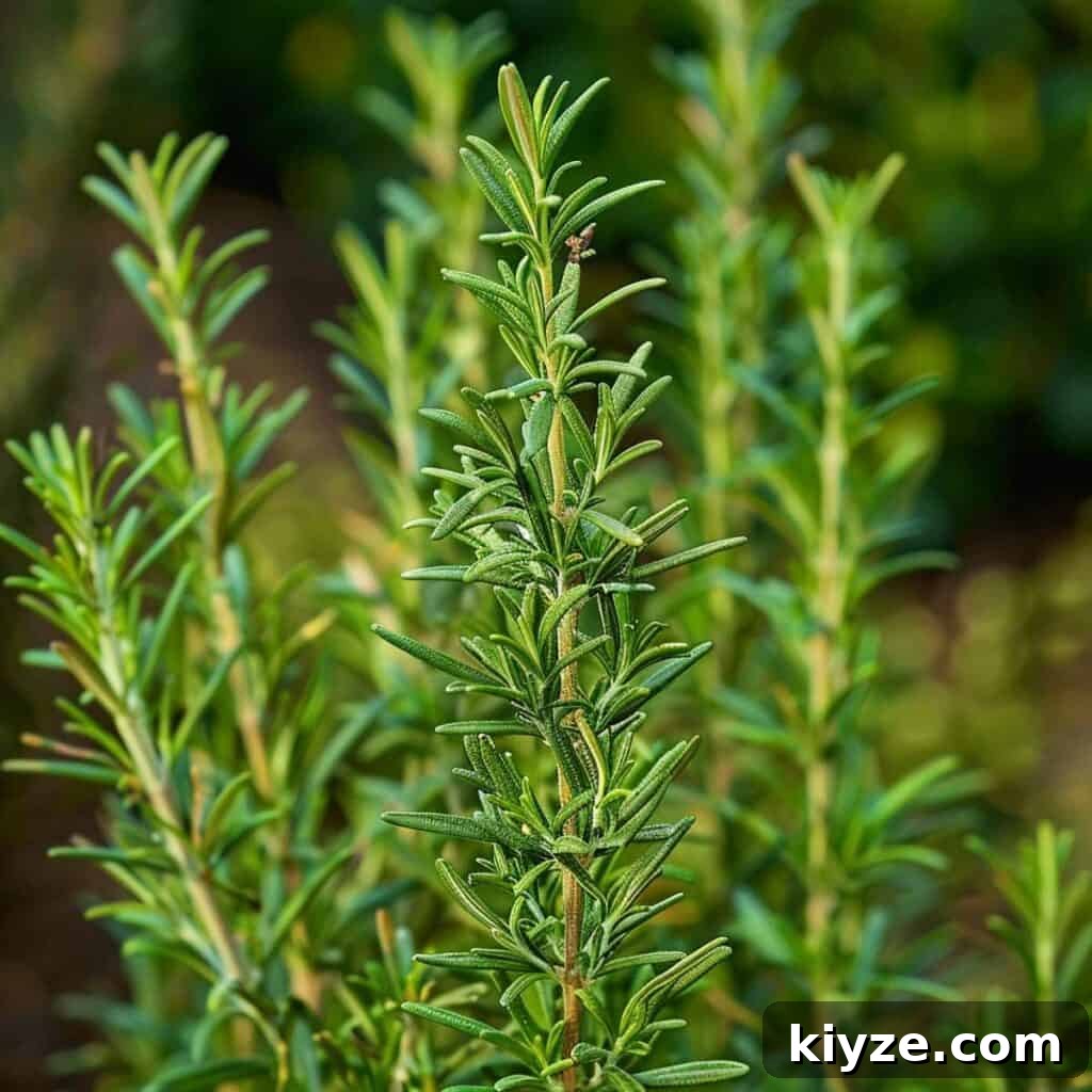 Fresh Rosemary Guide: How to Prep, Cook, and Store Herb Successfully 3 Rosemary plant in sunlight.